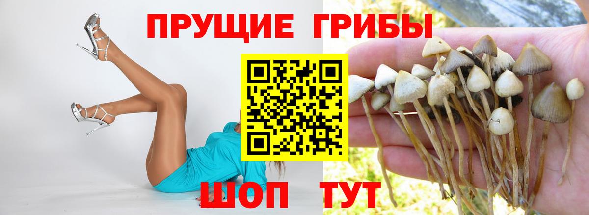 Галлюциногенные грибы Psilocybine cubensis Кострома